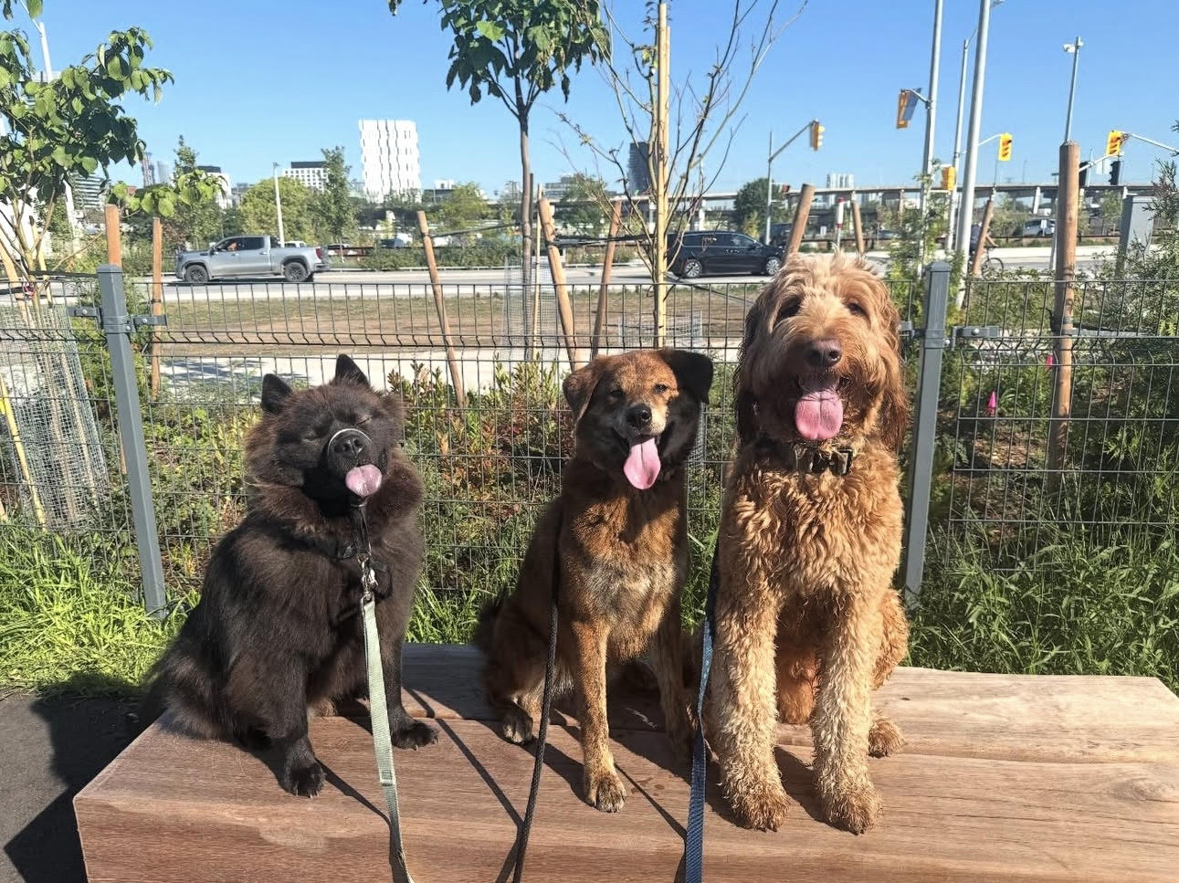Happy dogs after a gentle cleaning session