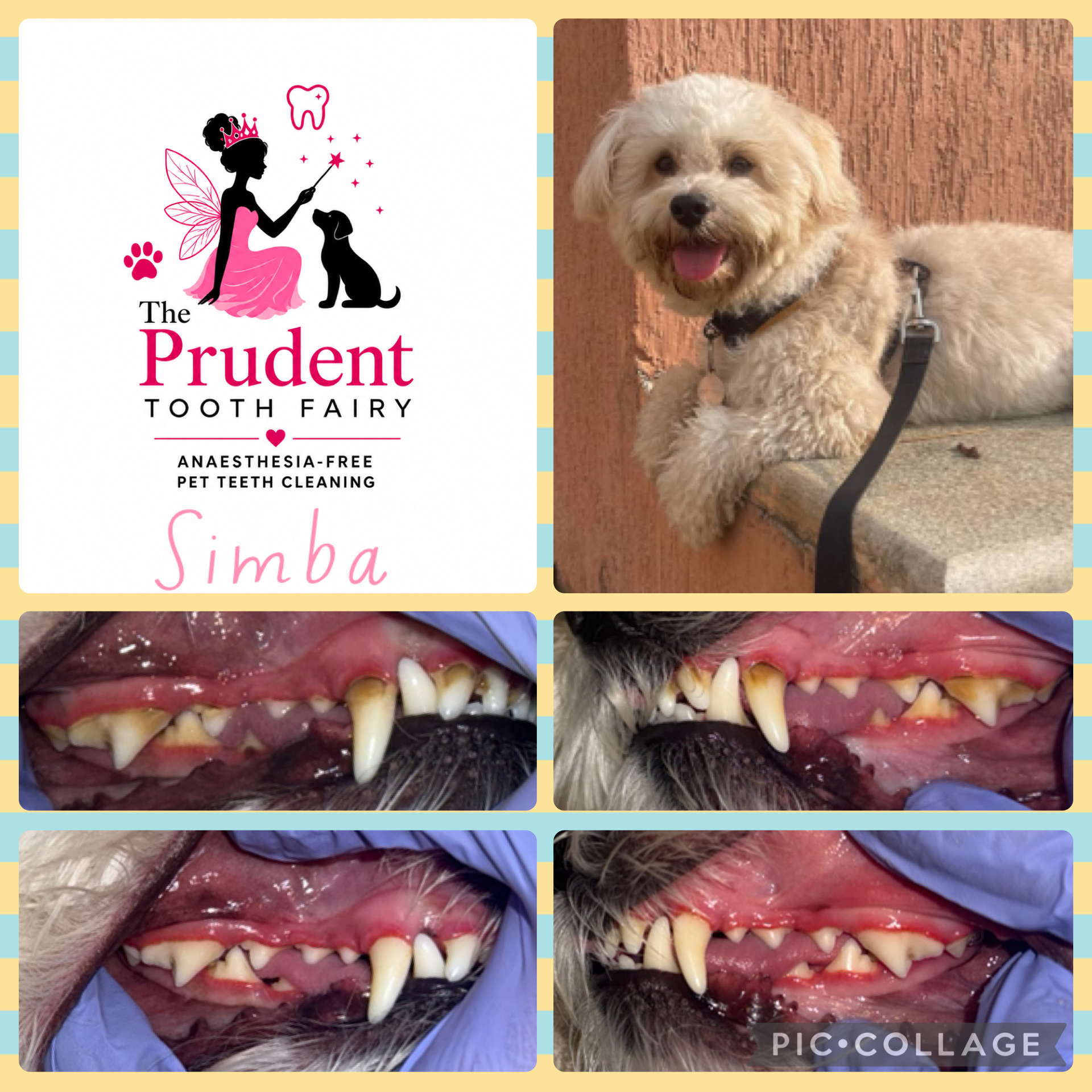 Before and after cosmetic pet teeth cleaning result for Simba in Berlin